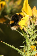 06-3838 Bumble Bee on gorse flower with mite (next to rear leg) about to attach itself onto the bee.